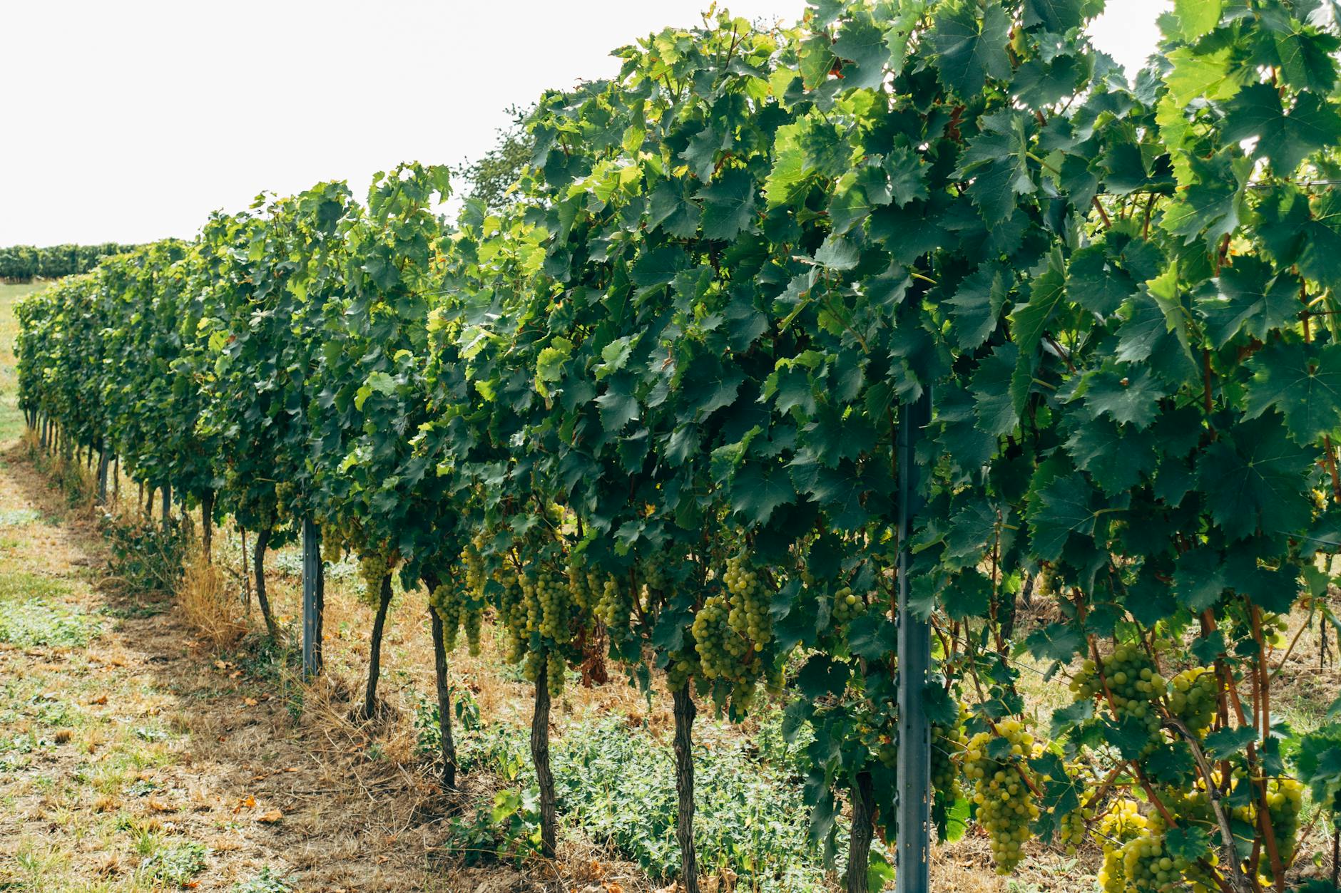 I Paesaggi Vitivinicoli del Piemonte UNESCO: Langhe, Roero e Monferrato tra colline, cantine e borghi