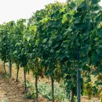 I Paesaggi Vitivinicoli del Piemonte UNESCO: Langhe, Roero e Monferrato tra colline, cantine e borghi