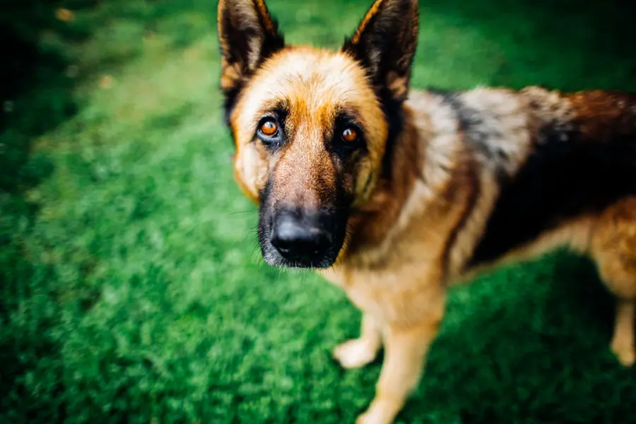 Asti, arriva Hero: il cane antiveleno contro le esche nei campi