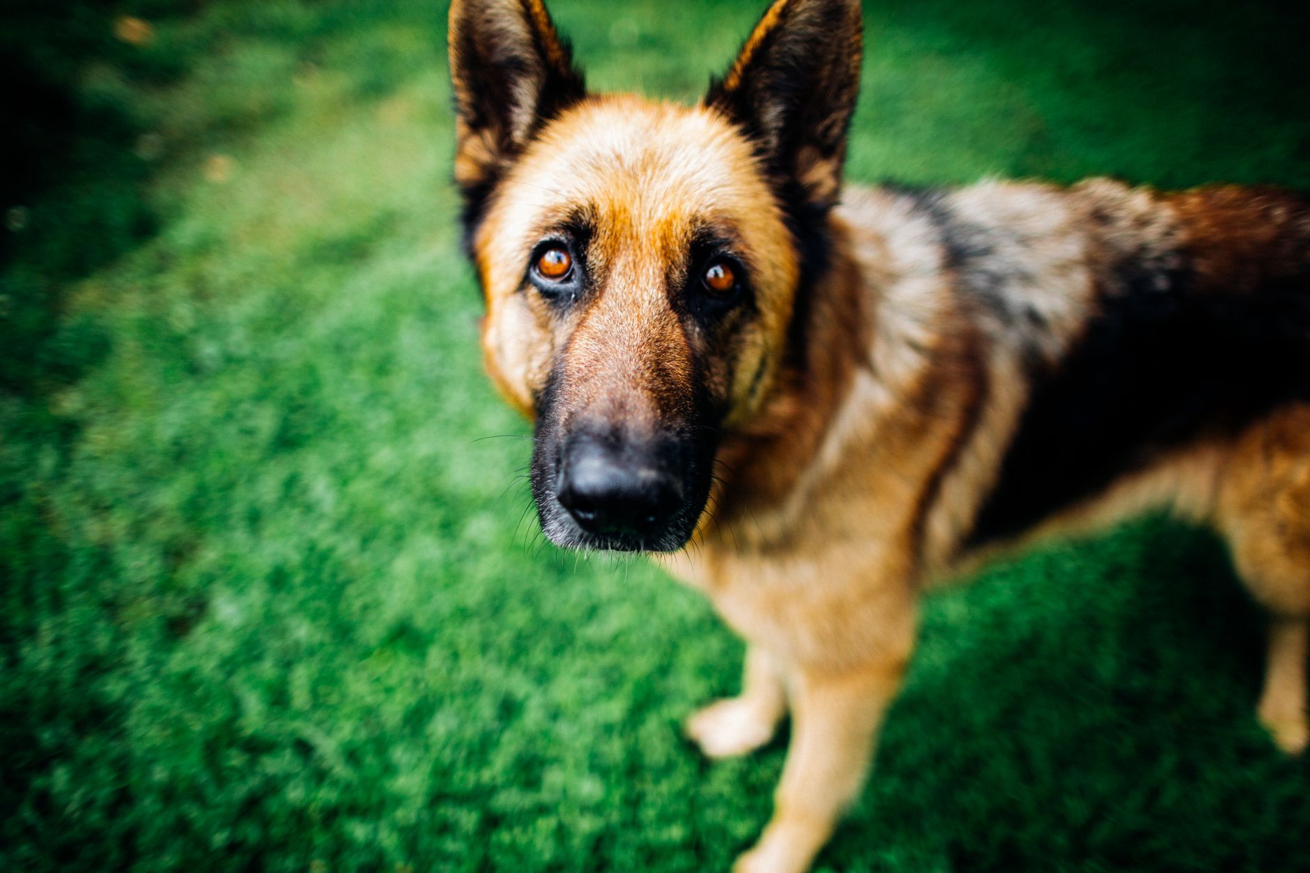 Asti, arriva Hero: il cane antiveleno contro le esche nei campi
