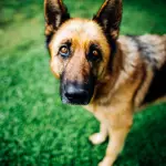 Asti, arriva Hero: il cane antiveleno contro le esche nei campi