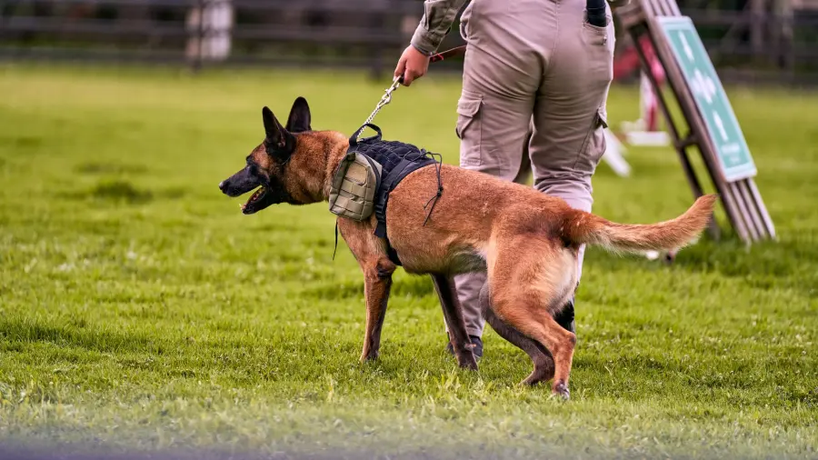 Piemonte, 30mila euro per la rete cinofila della Polizia locale