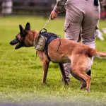 Piemonte, 30mila euro per la rete cinofila della Polizia locale