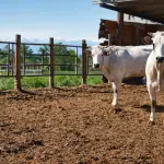 Piemonte, 744mila euro per risarcire gli allevatori colpiti