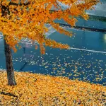 Piemonte, El Niño verso un picco storico: autunno mite e molto umido