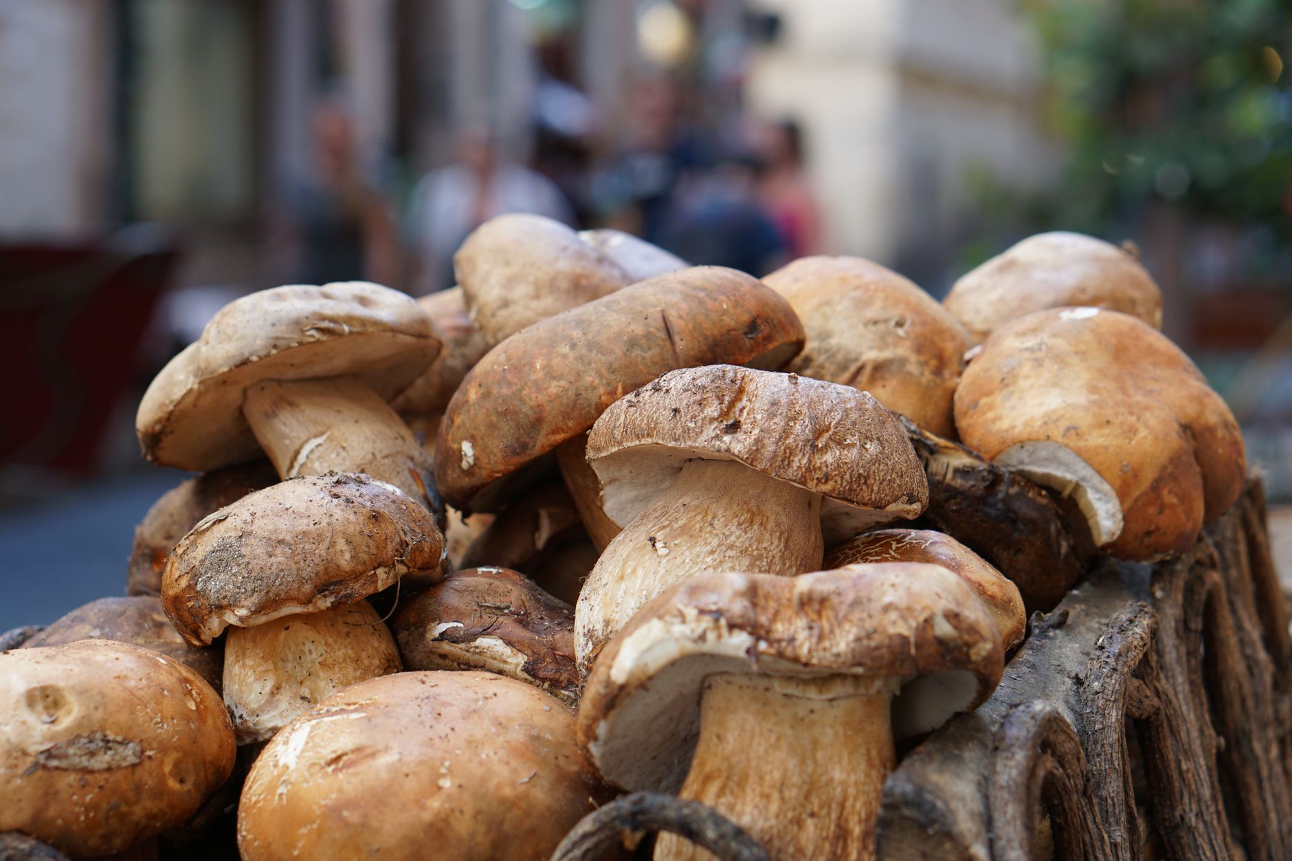 Asti, dal 14 settembre controllo gratuito dei funghi all’ASL AT