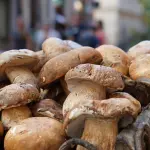 Asti, dal 14 settembre controllo gratuito dei funghi all’ASL AT