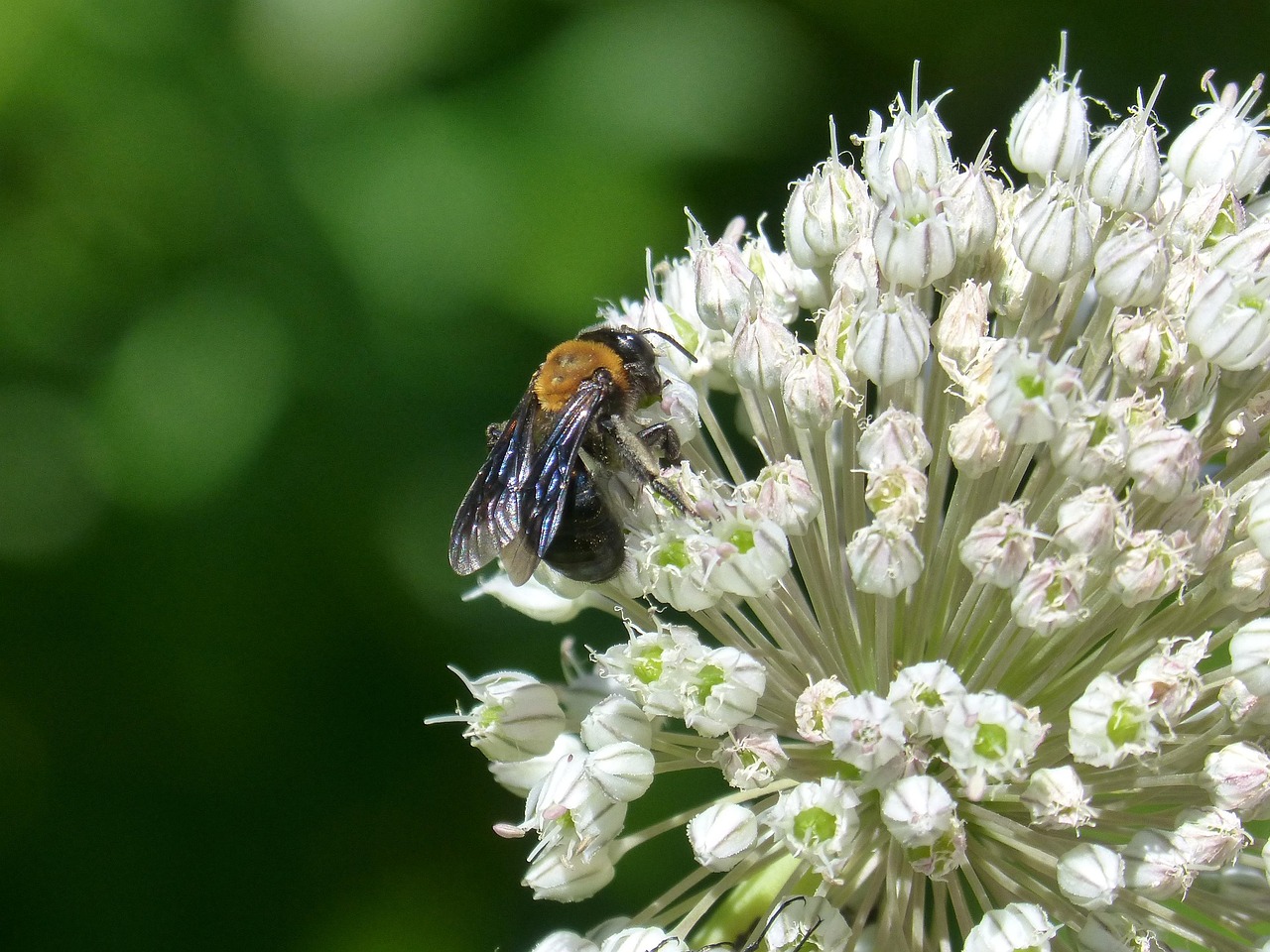 Giornata nazionale del polline: in Piemonte si rafforza il monitoraggio per la salute pubblica
