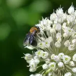 Giornata nazionale del polline: in Piemonte si rafforza il monitoraggio per la salute pubblica