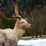 Fauna e caccia in Piemonte, via libera in Commissione alla proroga sul preambientamento